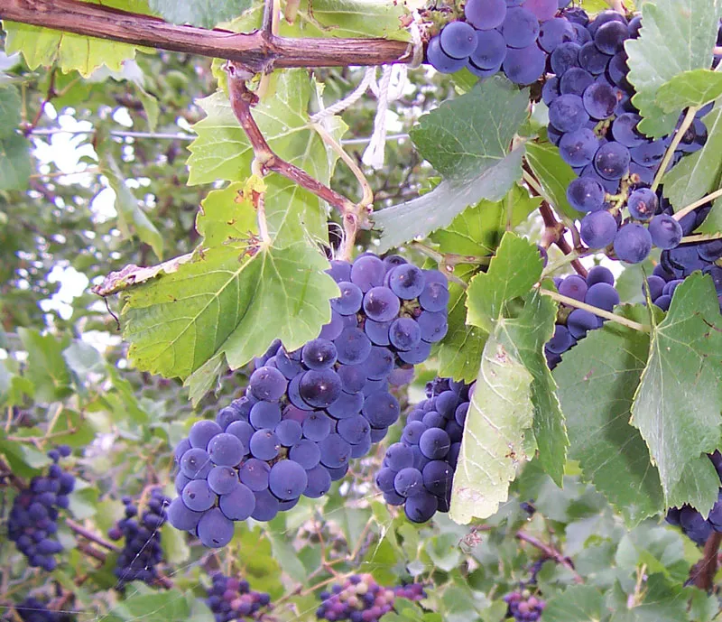 dark wine grapes