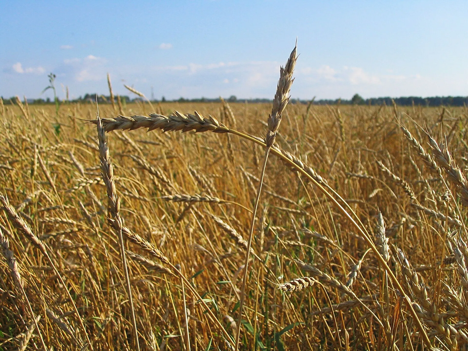 Wheat in Siberia, Tomsk