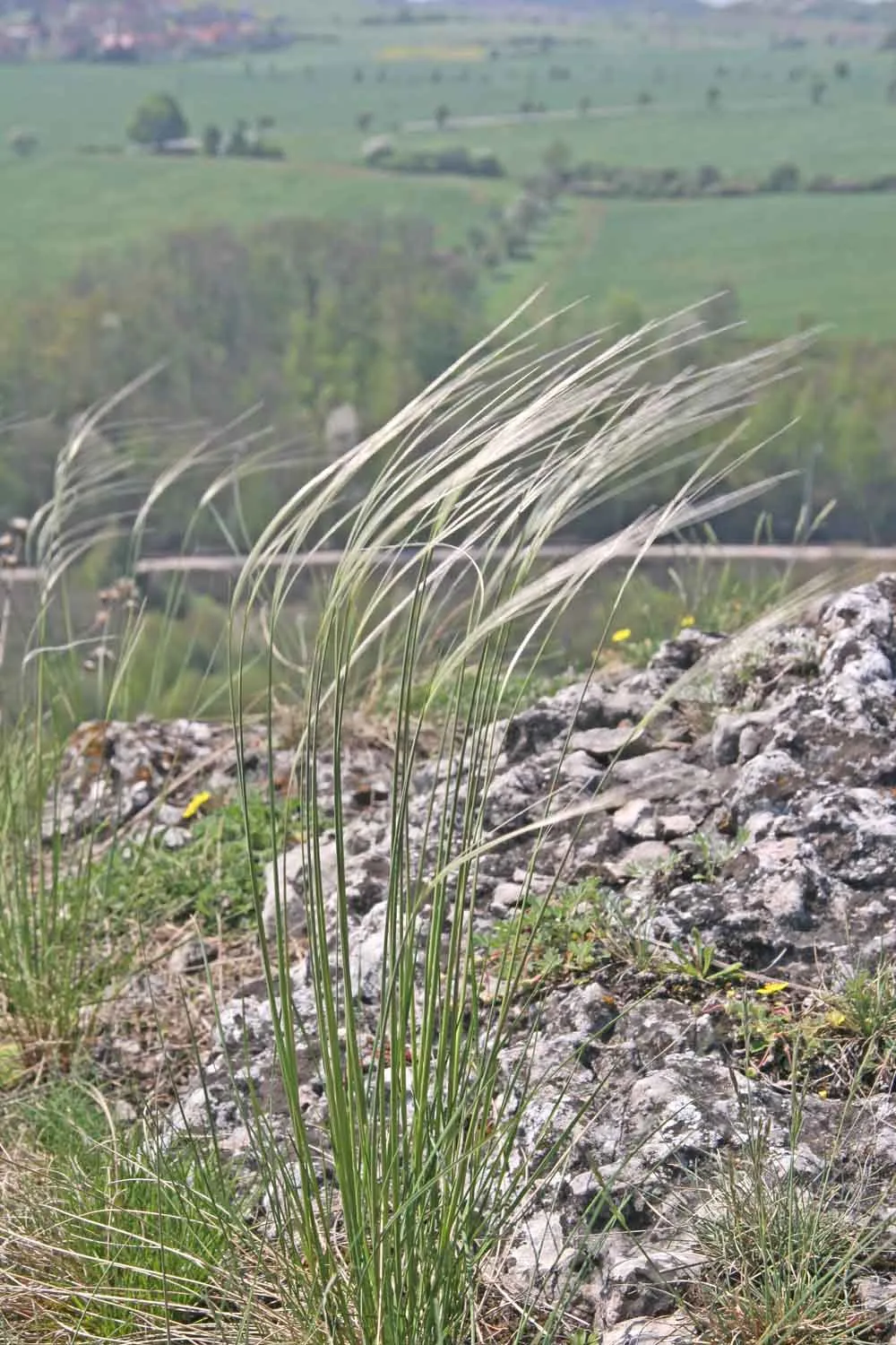 Stipa joannis near Beroun, Czech Republic.