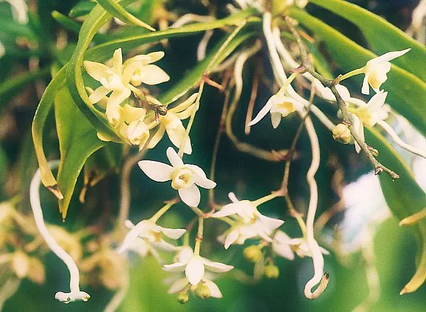 Thrixspermum saruwatarii 01