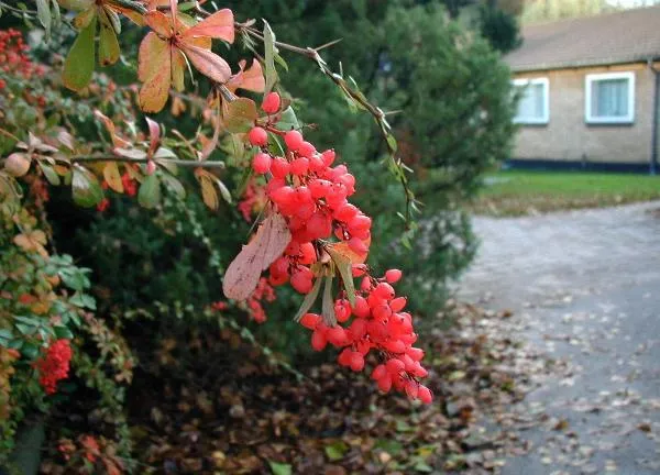 Berberis aggregata: Autumn-coloured leaves and berries.