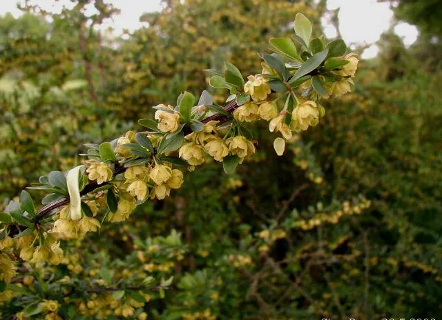 Berberis thunbergii