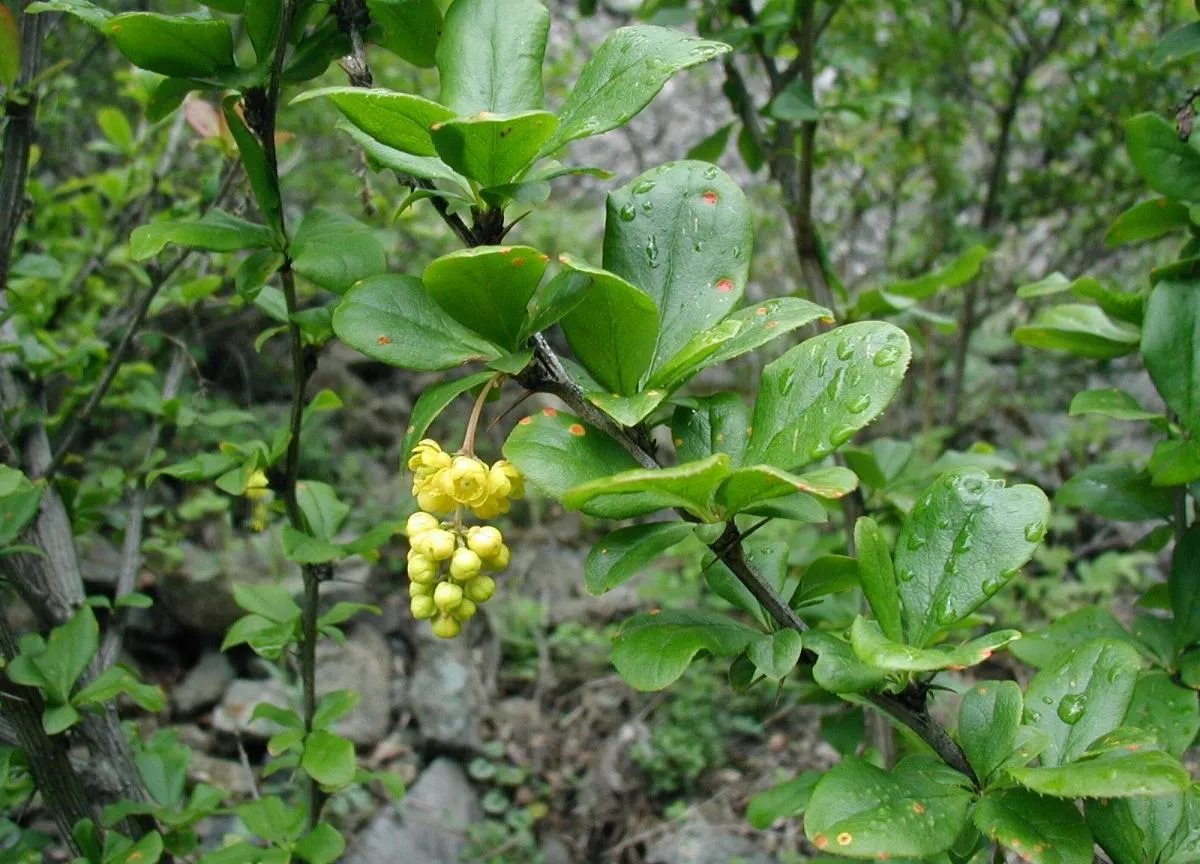 Berberis vulgaris: Flowers and foliage (with rust)