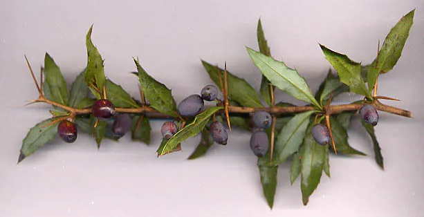 Berberis gagnepainii fruit