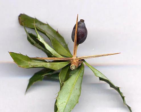 Berberis gagnepainii thorn