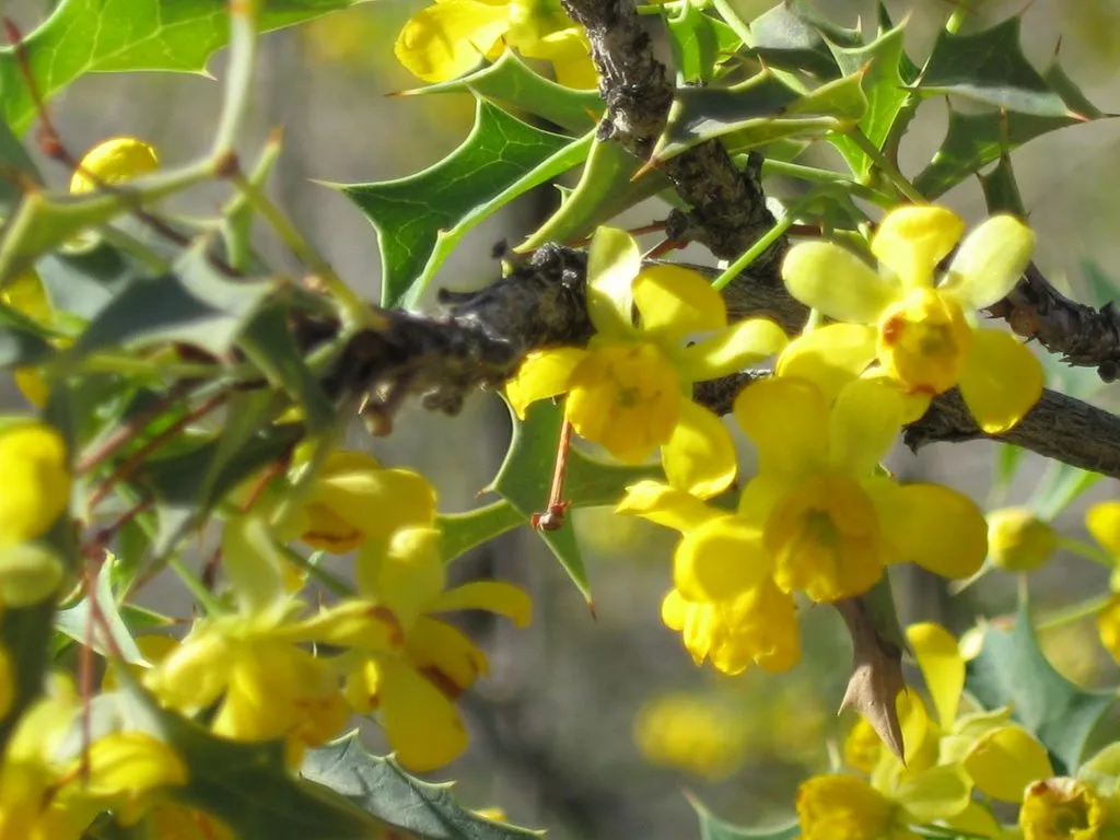 Kofa Mountain Barberry (Mahonia harrisoniana, syn. Berberis harrisoniana)