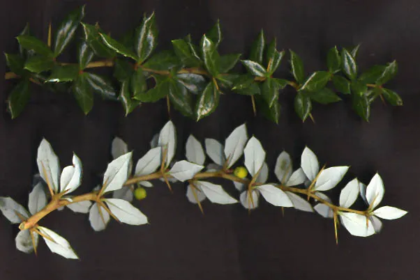 Berberis verruculosa leaves (upper side of shoot above, lower side below)