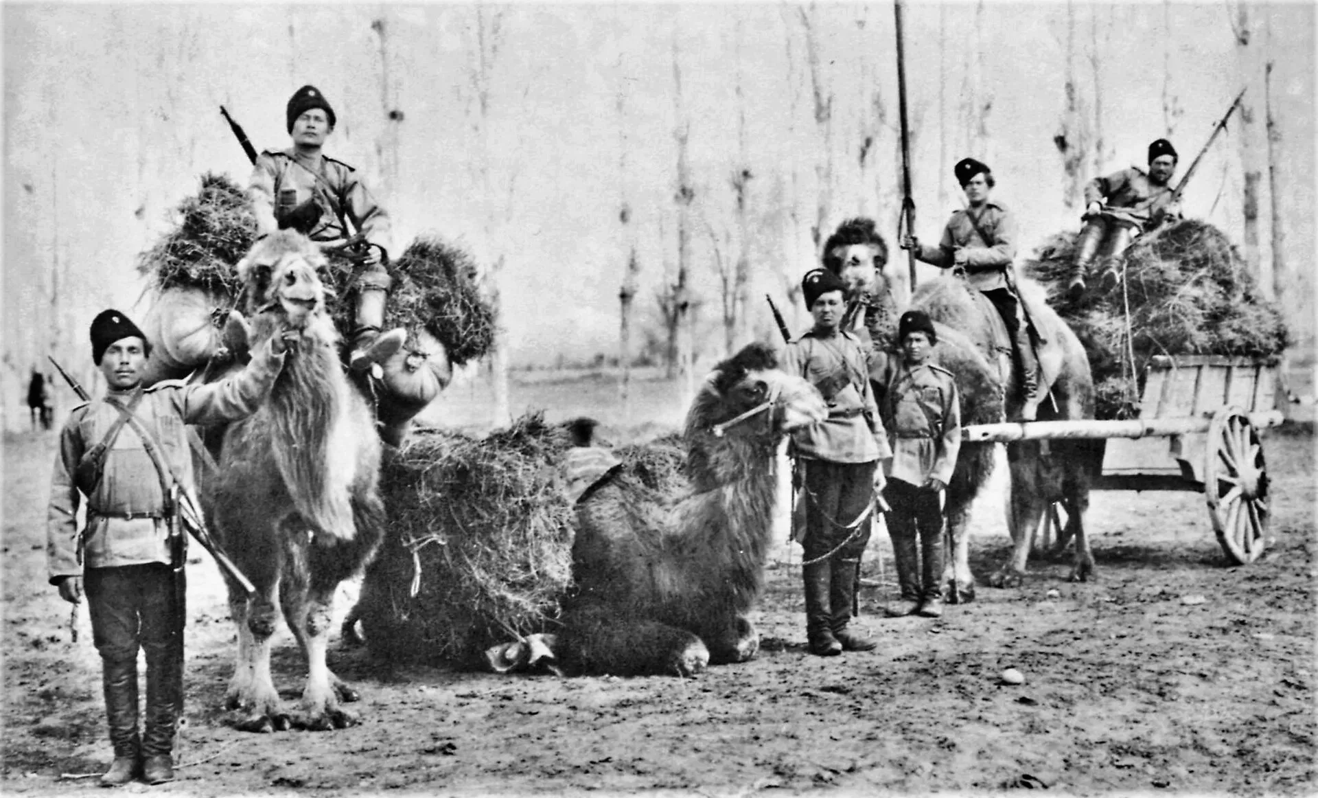 Orenburg cossacks with camels, 2nd half of the XIX cent.