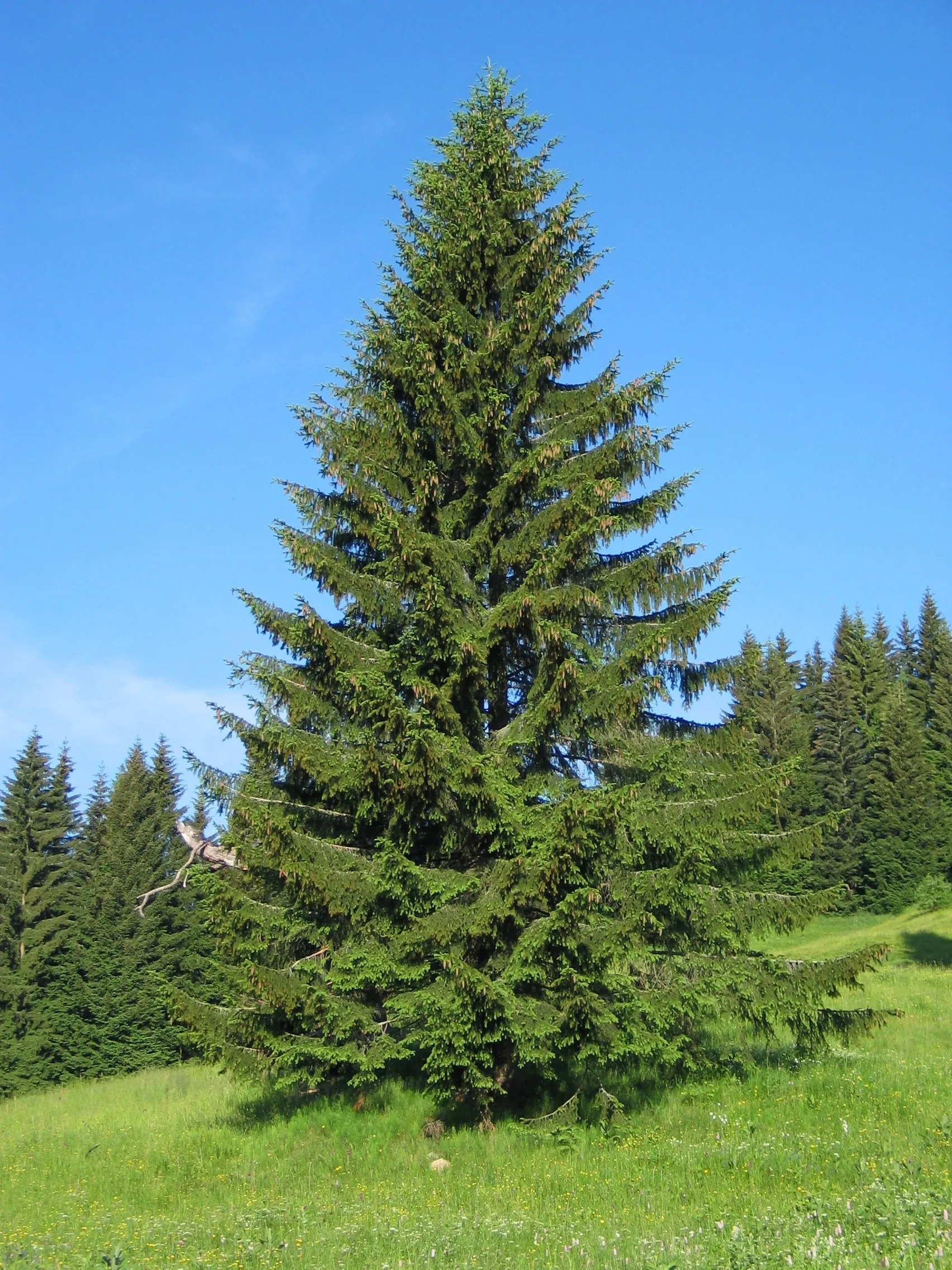 A young tree of Picea abies growing in southern Germany.