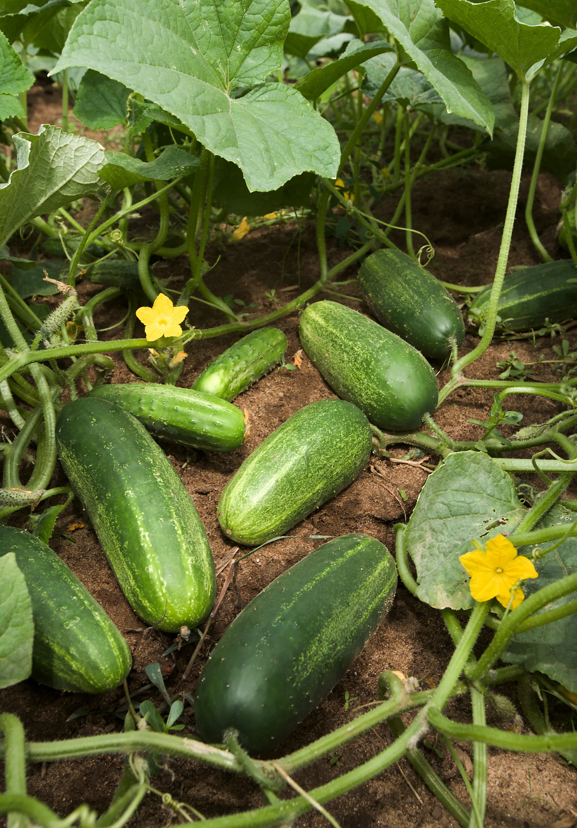 Cucumber fruit developing on plants possessing multiple lateral branching, which is atypical of commercial cucumbers. This type of branching is important because increasing branch number increases yield potential.