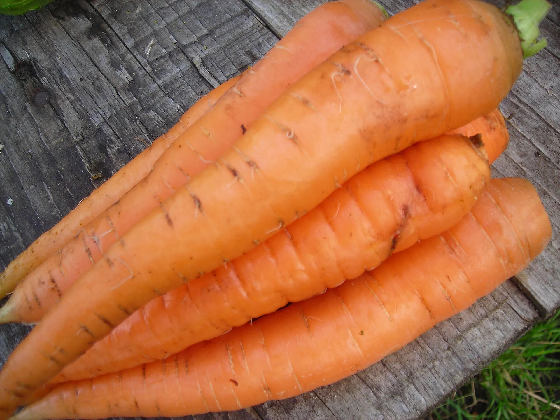 Морковь - Carrot