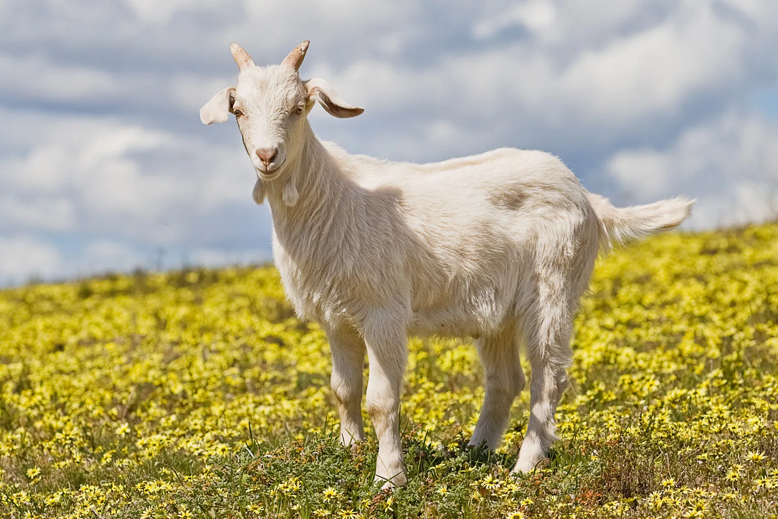 Domestic goat kid, in field of capeweed. Swifts Creek, Victoria, September 2007