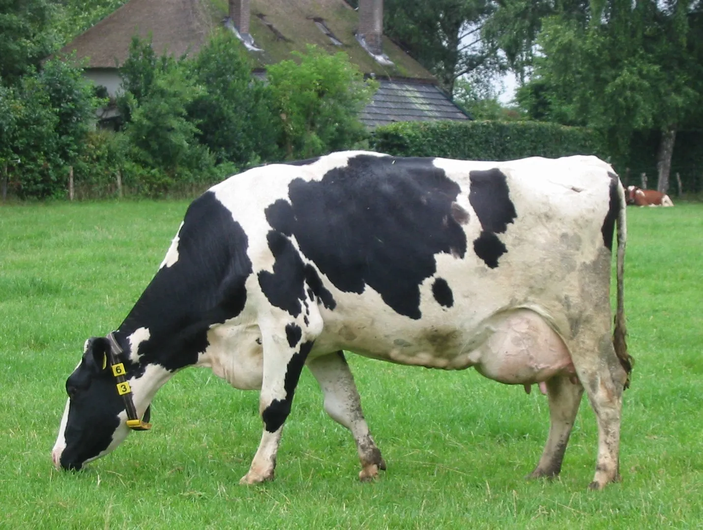 Holstein Friesian cow in meadow near Gorssel.