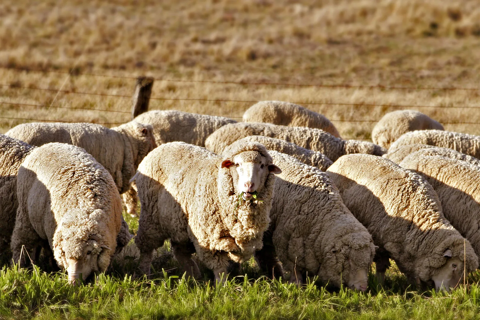 Sheep eating grass, edit of Image:Sheep eating grass.jpg