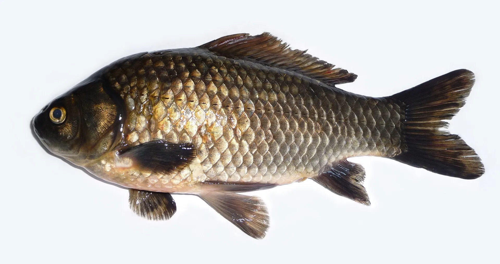 The prussian carp female (Carassius gibelio) with uncommon dark colour. This fish from the Southern Bug river, Ukraine.