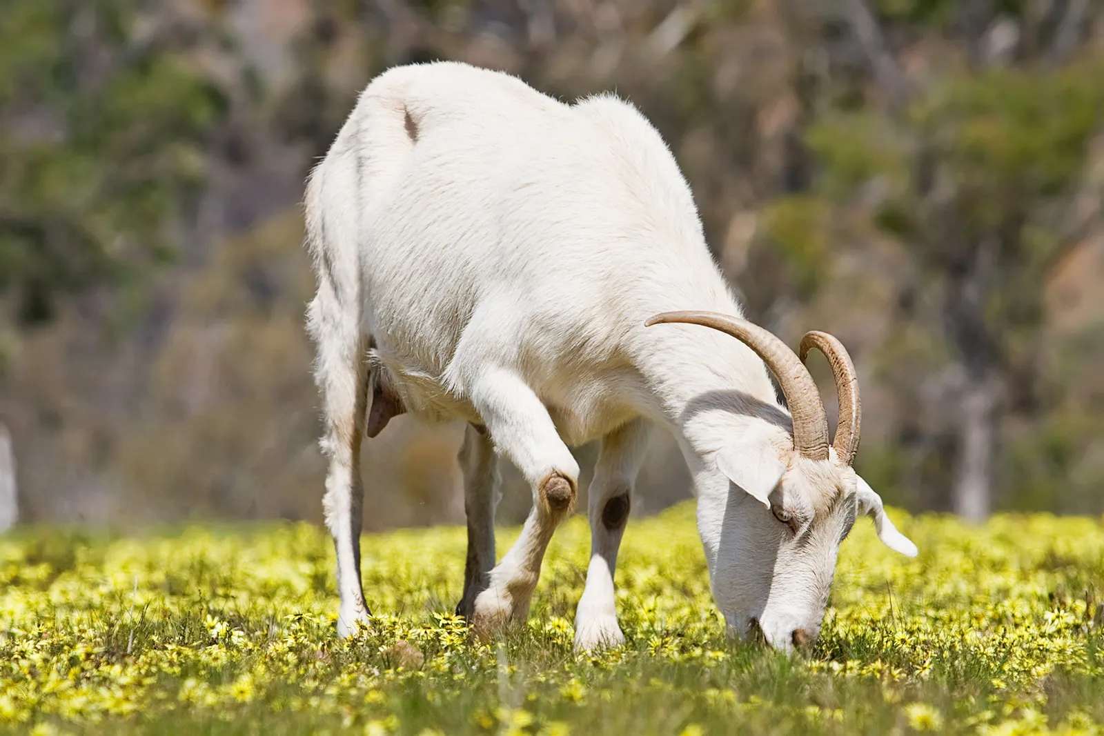 Domestic goat, feeding in capeweed. Swifts Creek, Victoria, September 2007