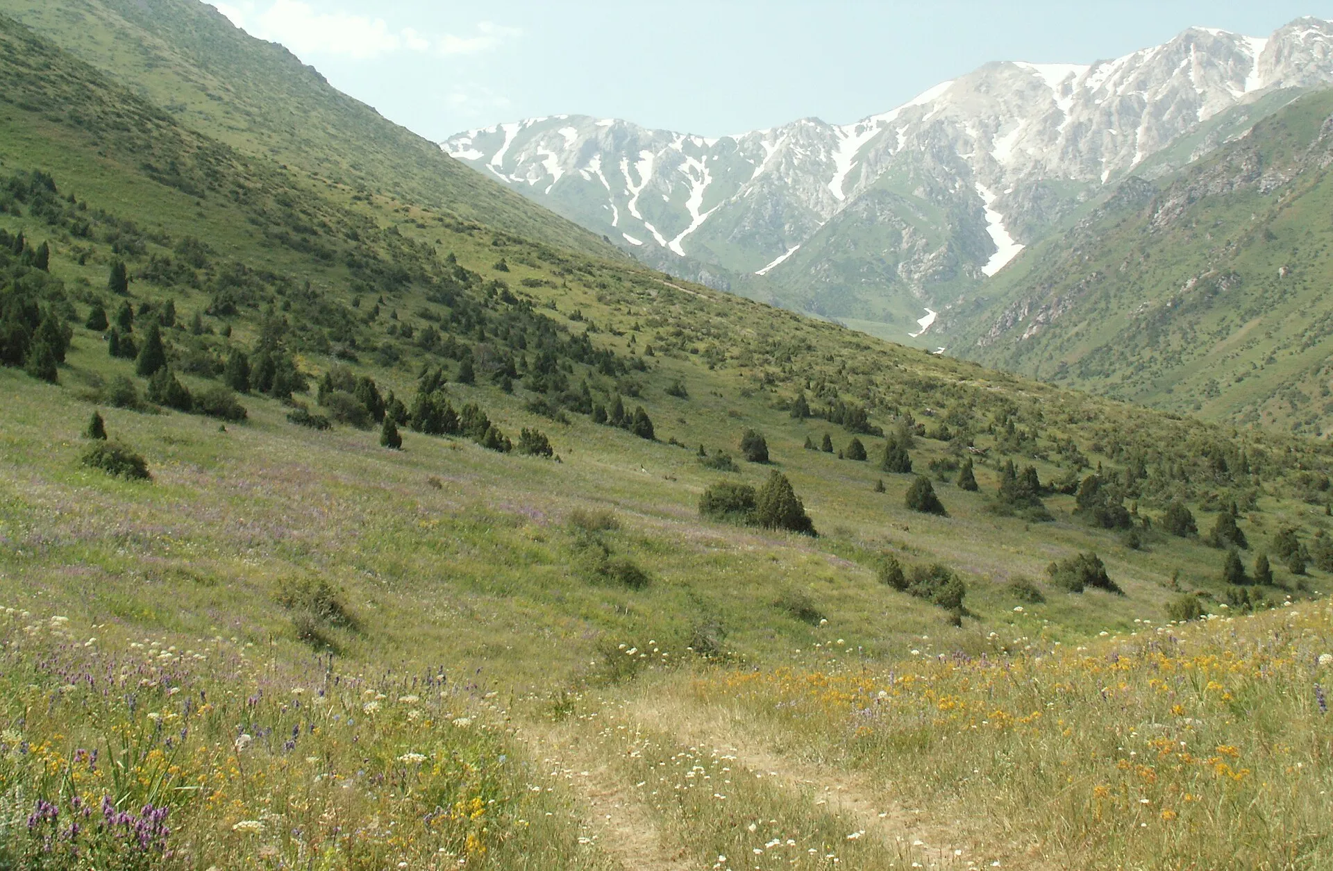 Aksu-Jabagly Nature Reserve, with Juniperus scrub. Plateau between Kshi- and Ulken-Kaindy, Kazakhstan.