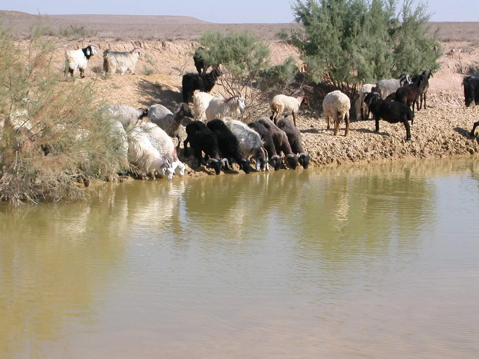 (Dmitriy A. Pitirimov, source http://www.pagetour.narod.ru , the image sent by author)