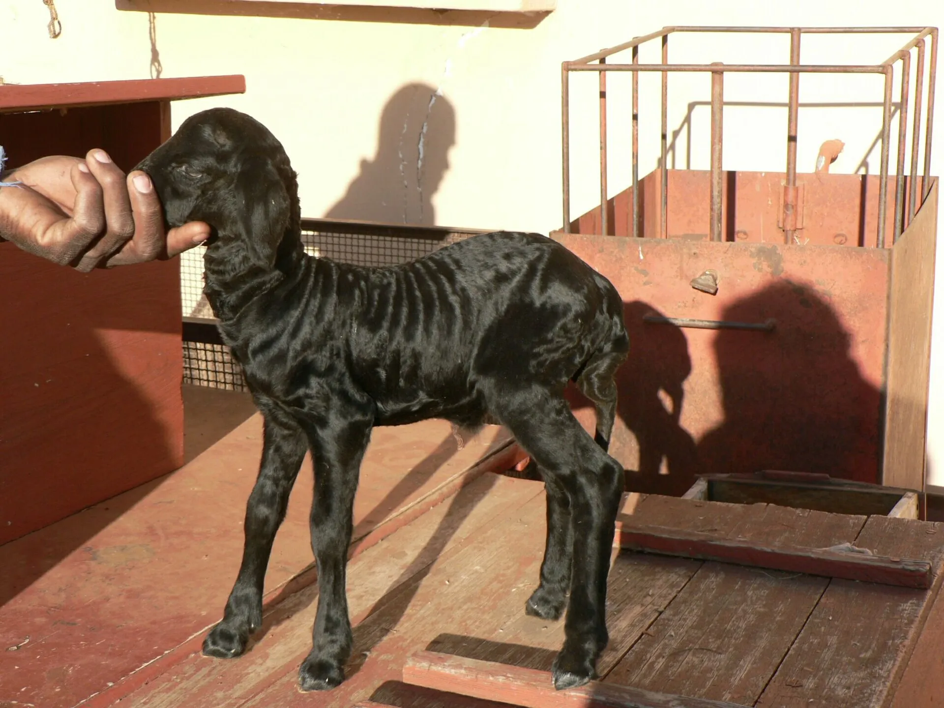 Ovis aries Linné, Karakul lamb (Persian lamb) in Namibia